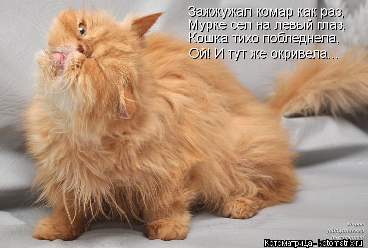 Зажжужал комар как раз, Кошка тихо побледнела, Мурке сел на левый глаз, Ой! И тут же окривела...... Котоматрица: Зажжужал комар как раз, Кошка тихо побледнела, Мурке сел на левый глаз, Ой! И тут же окривела...