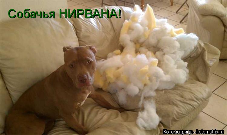 Собачья НИРВАНА!... Котоматрица: Собачья НИРВАНА!