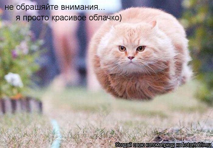 не обрашяйте внимания... я просто красивое облачко)... Котоматрица: не обрашяйте внимания... я просто красивое облачко)