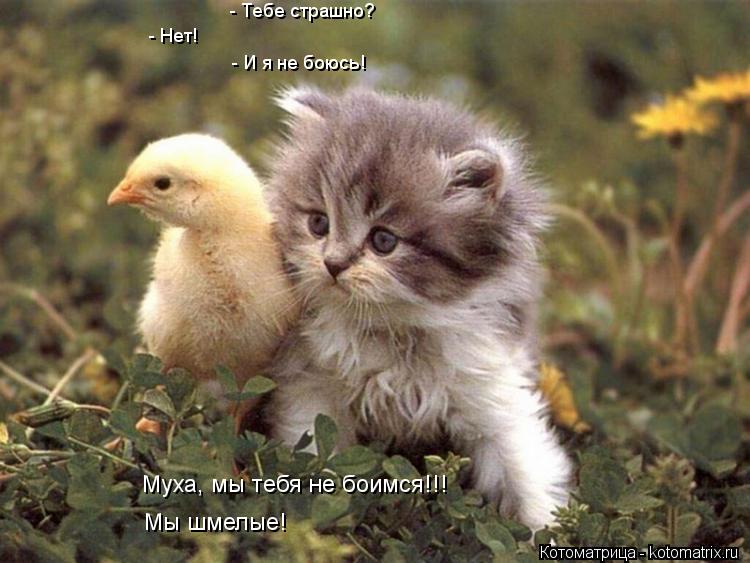 Котоматрица: - Тебе страшно? - Нет! - И я не боюсь! Муха, мы тебя не боимся!!! Мы шмелые!