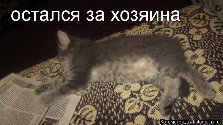 остался за хозяина... Котоматрица: остался за хозяина
