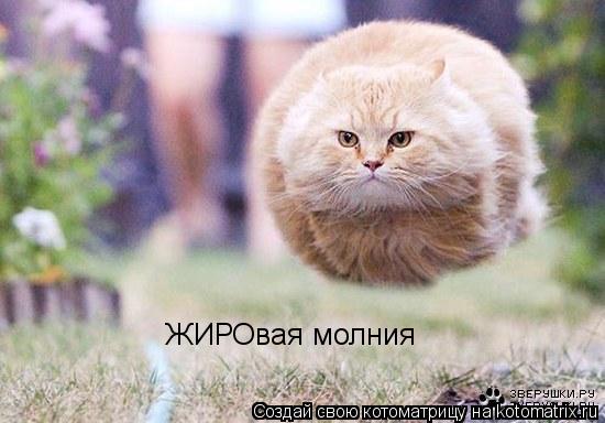 ЖИРОвая молния... Котоматрица: ЖИРОвая молния