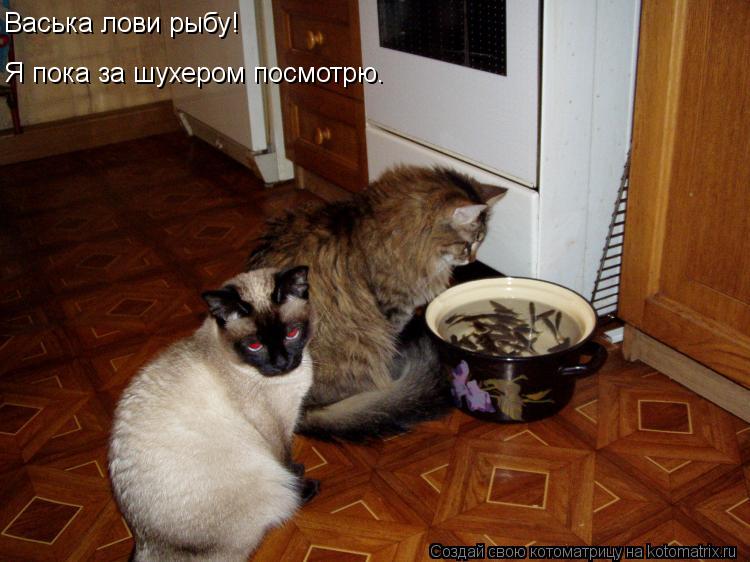 Васька лови рыбу! Я пока за шухером посмотрю.... Котоматрица: Васька лови рыбу! Я пока за шухером посмотрю.