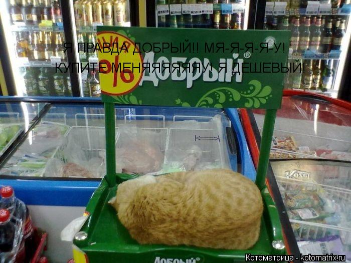 Я ПРАВДА ДОБРЫЙ!! МЯ-Я-Я-Я-У! КУПИТЕ МЕНЯЯЯЯЯЯУ! Я ДЕШЕВЫЙ!... Котоматрица: Я ПРАВДА ДОБРЫЙ!! МЯ-Я-Я-Я-У! КУПИТЕ МЕНЯЯЯЯЯЯУ! Я ДЕШЕВЫЙ!