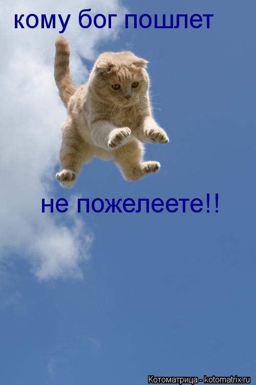 кому бог пошлет не пожелеете!!... Котоматрица: кому бог пошлет не пожелеете!!