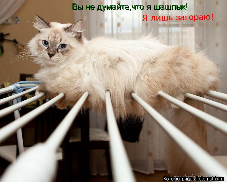 Вы не думайте,что я шашлык! Я лишь загораю!... Котоматрица: Вы не думайте,что я шашлык! Я лишь загораю!
