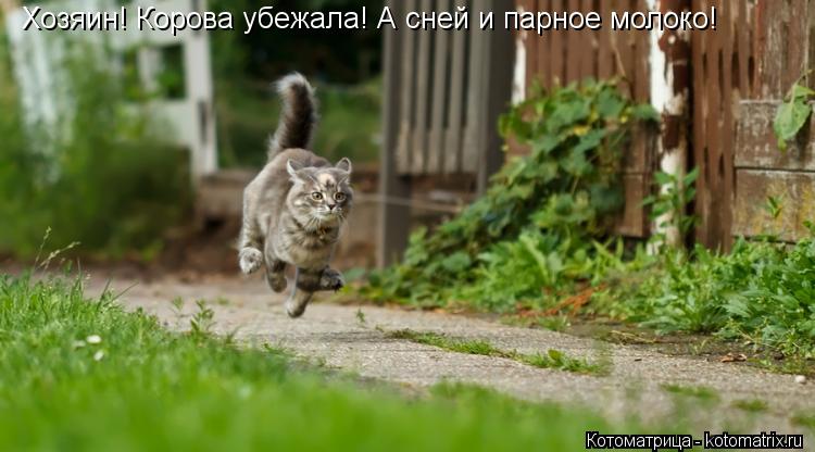Хозяин! Корова убежала! А сней и парное молоко!... Котоматрица: Хозяин! Корова убежала! А сней и парное молоко!