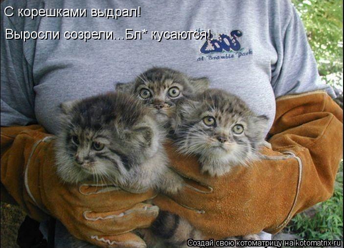 С корешками выдрал! Выросли созрели...Бл* кусаются!... Котоматрица: С корешками выдрал! Выросли созрели...Бл* кусаются!