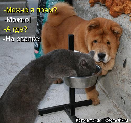 -Можно я поем? -Можно! -А где? -На свалке!... Котоматрица: -Можно я поем? -Можно! -А где? -На свалке!