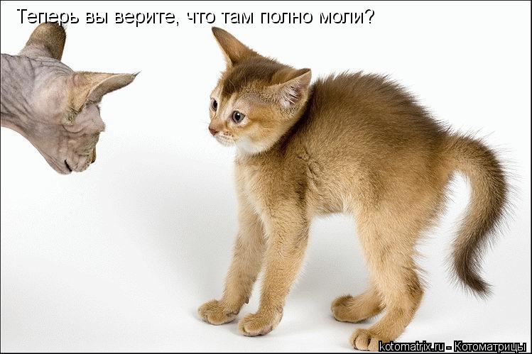 Теперь вы верите, что там полно моли?... Котоматрица: Теперь вы верите, что там полно моли?