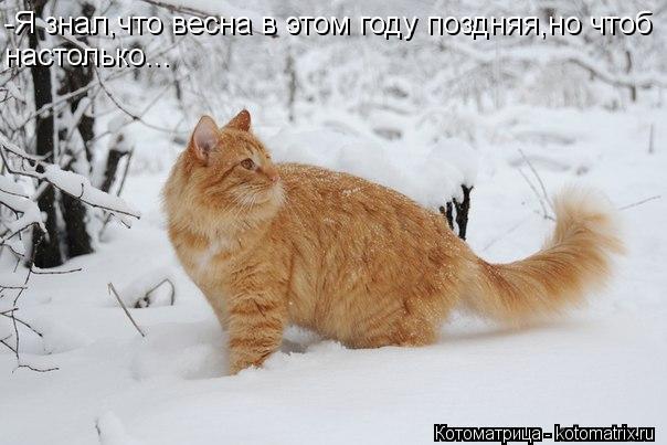 -Я знал,что весна в этом году поздняя,но чтоб настолько...... Котоматрица: -Я знал,что весна в этом году поздняя,но чтоб настолько...