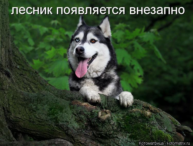 лесник появляется внезапно... Котоматрица: лесник появляется внезапно