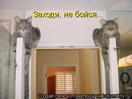 Заходи, не бойся...... Котоматрица: Заходи, не бойся...