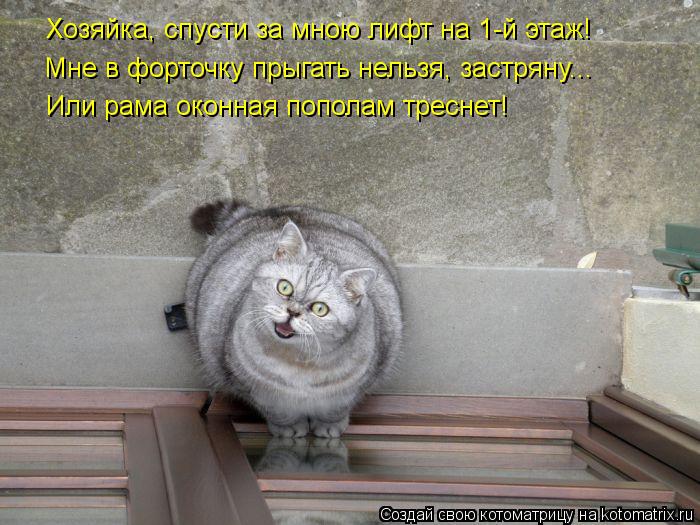 Хозяйка, спусти за мною лифт на 1-й этаж! Мне в форточку прыгать нельзя, застряну... Или рама оконная... Котоматрица: Хозяйка, спусти за мною лифт на 1-й этаж! Мне в форточку прыгать нельзя, застряну... Или рама оконная пополам треснет!