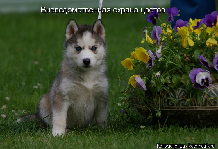 Вневедомственная охрана цветов... Котоматрица: Вневедомственная охрана цветов
