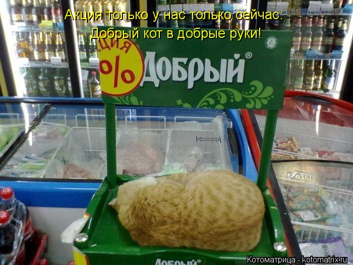Акция только у нас только сейчас: Добрый кот в добрые руки!... Котоматрица: Акция только у нас только сейчас: Добрый кот в добрые руки!