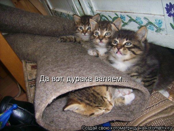 Да вот, дурака валяем...... Котоматрица: Да вот, дурака валяем...