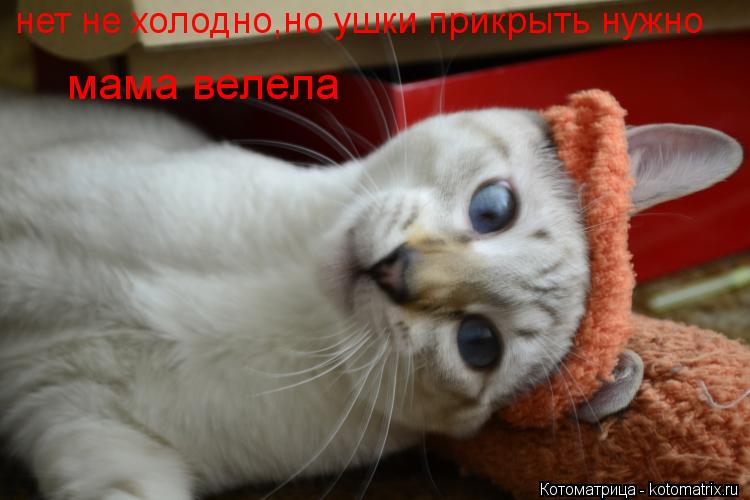 нет не холодно,но ушки прикрыть нужно мама велела... Котоматрица: нет не холодно,но ушки прикрыть нужно мама велела