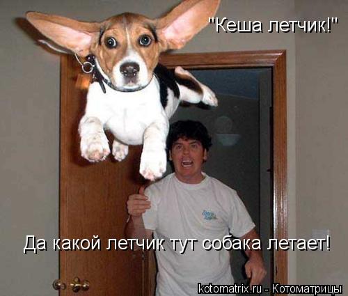 Котоматрица: "Кеша летчик!" Да какой летчик тут собака летает!