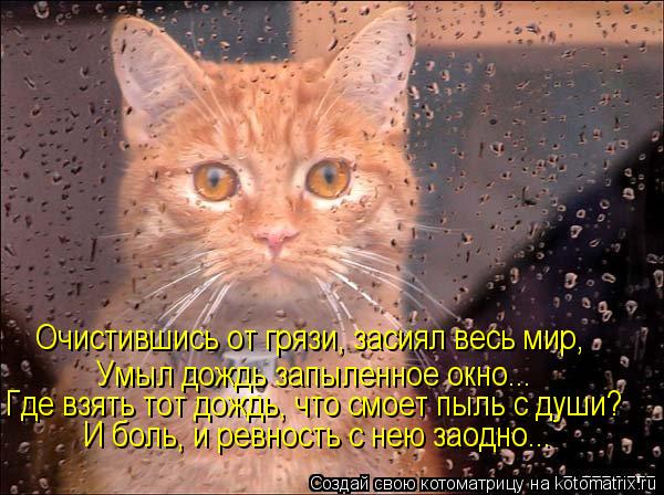 Очистившись от грязи, засиял весь мир, Умыл дождь запыленное окно... Где взять тот дождь, что смоет п... Котоматрица: Очистившись от грязи, засиял весь мир, Умыл дождь запыленное окно... Где взять тот дождь, что смоет пыль с души? И боль, и ревность с нею заодно