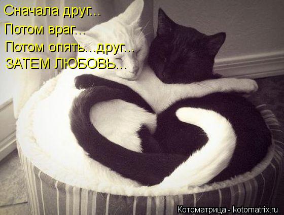 Сначала друг... Потом враг... Потом опять...друг... ЗАТЕМ ЛЮБОВЬ...... Котоматрица: Сначала друг... Потом враг... Потом опять...друг... ЗАТЕМ ЛЮБОВЬ...