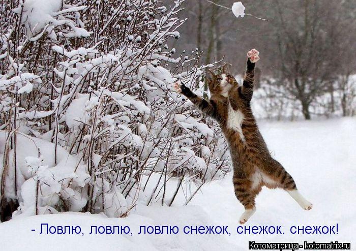 - Ловлю, ловлю, ловлю снежок, снежок. снежок! - Ловлю, ловлю, ловлю снежок, снежок. снежок!... Котоматрица: - Ловлю, ловлю, ловлю снежок, снежок. снежок! - Ловлю, ловлю, ловлю снежок, снежок. снежок!