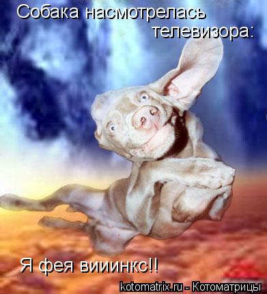 Котоматрица: Собака насмотрелась телевизора: Я фея вииинкс!!