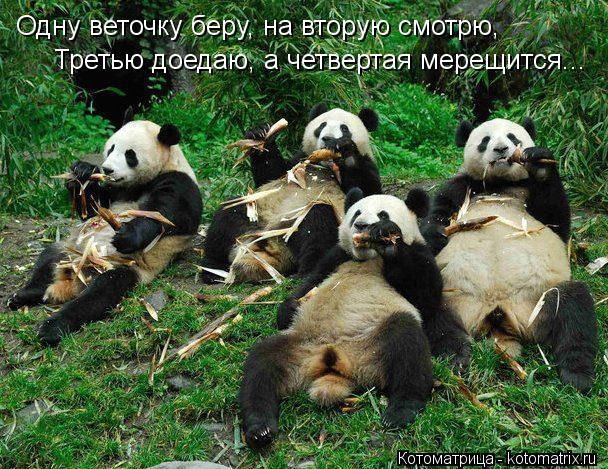 Одну веточку беру, на вторую смотрю, Третью доедаю, а четвертая мерещится...... Котоматрица: Одну веточку беру, на вторую смотрю, Третью доедаю, а четвертая мерещится...