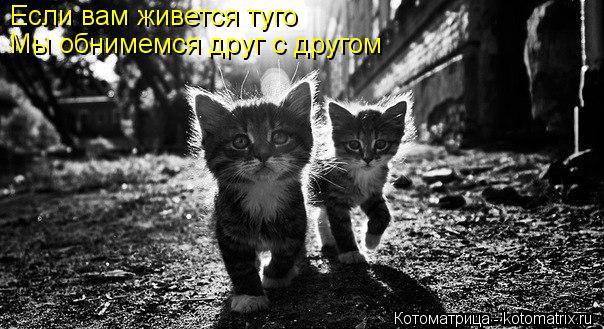 Если вам живется туго Мы обнимемся друг с другом... Котоматрица: Если вам живется туго Мы обнимемся друг с другом