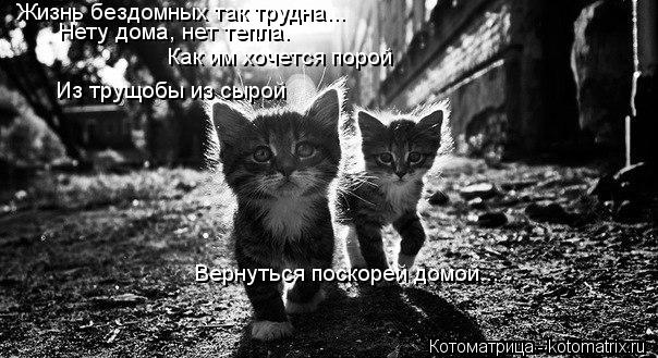 Жизнь бездомных так трудна... Нету дома, нет тепла. Как им хочется порой Из трущобы из сырой Вернутьс... Котоматрица: Жизнь бездомных так трудна... Нету дома, нет тепла. Как им хочется порой Из трущобы из сырой Вернуться поскорей домой...