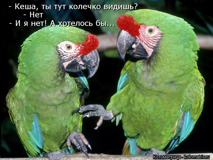 - Кеша, ты тут колечко видишь? - Нет - И я нет! А хотелось бы...... Котоматрица: - Кеша, ты тут колечко видишь? - Нет - И я нет! А хотелось бы...