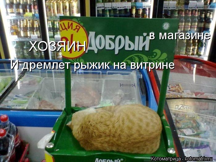 ХОЗЯИН в магазине И дремлет рыжик на витрине... Котоматрица: ХОЗЯИН в магазине И дремлет рыжик на витрине