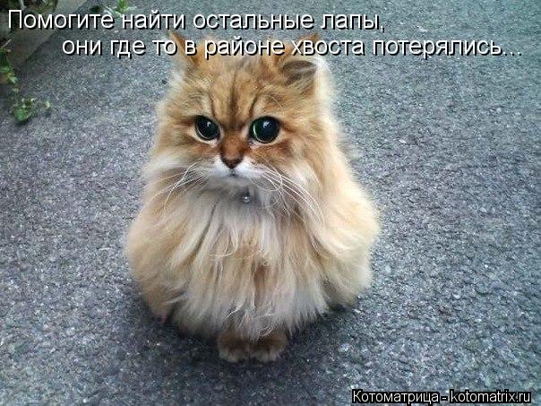 Помогите найти остальные лапы, они где то в районе хвоста потерялись...... Котоматрица: Помогите найти остальные лапы, они где то в районе хвоста потерялись...