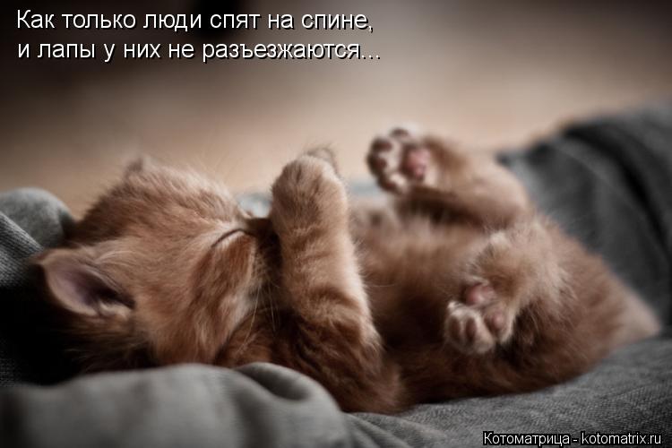 Как только люди спят на спине, и лапы у них не разъезжаются...... Котоматрица: Как только люди спят на спине, и лапы у них не разъезжаются...