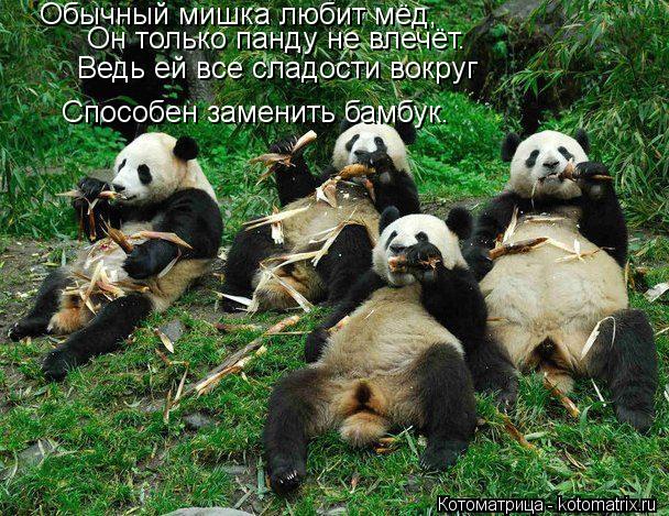 Обычный мишка любит мёд, Он только панду не влечёт. Ведь ей все сладости вокруг Способен заменить бам... Котоматрица: Обычный мишка любит мёд, Он только панду не влечёт. Ведь ей все сладости вокруг Способен заменить бамбук.