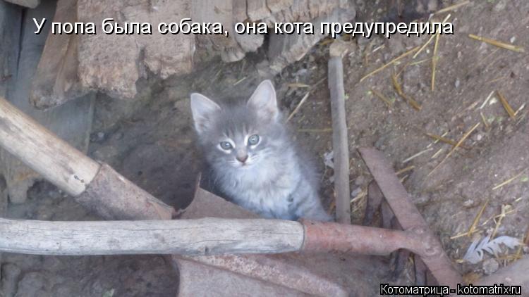 У попа была собака, она кота предупредила... Котоматрица: У попа была собака, она кота предупредила