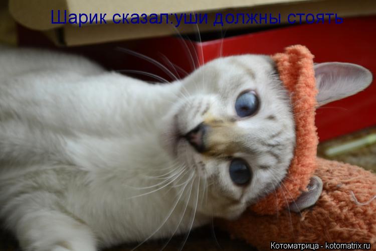 Шарик сказал:уши должны стоять... Котоматрица: Шарик сказал:уши должны стоять