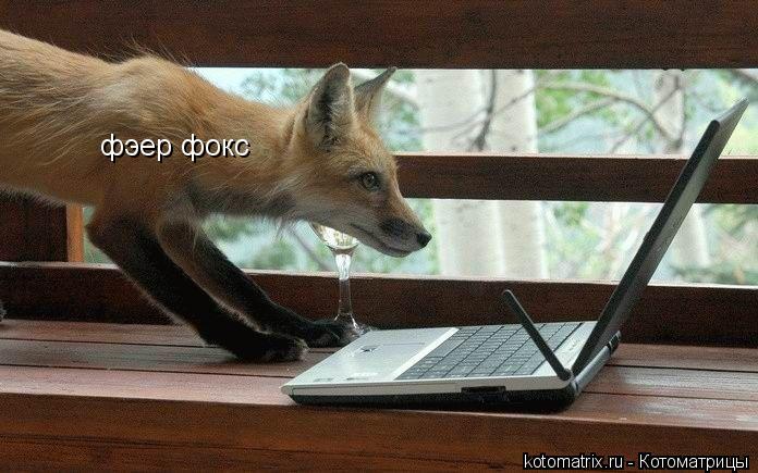 Котоматрица: фэер фокс