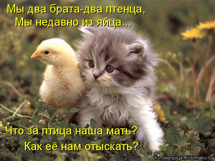 Мы два брата-два птенца, Мы недавно из яйца... Что за птица наша мать? Как её нам отыскать?... Котоматрица: Мы два брата-два птенца, Мы недавно из яйца... Что за птица наша мать? Как её нам отыскать?
