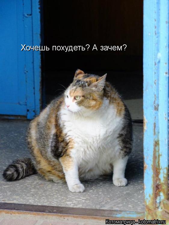 Хочешь похудеть? А зачем?... Котоматрица: Хочешь похудеть? А зачем?