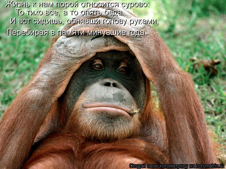 Жизнь к нам порой относится сурово: То тихо все, а то опять беда. И вот сидишь, обнявши голову руками... Котоматрица: Жизнь к нам порой относится сурово: То тихо все, а то опять беда. И вот сидишь, обнявши голову руками, Перебирая в памяти минувшие года.