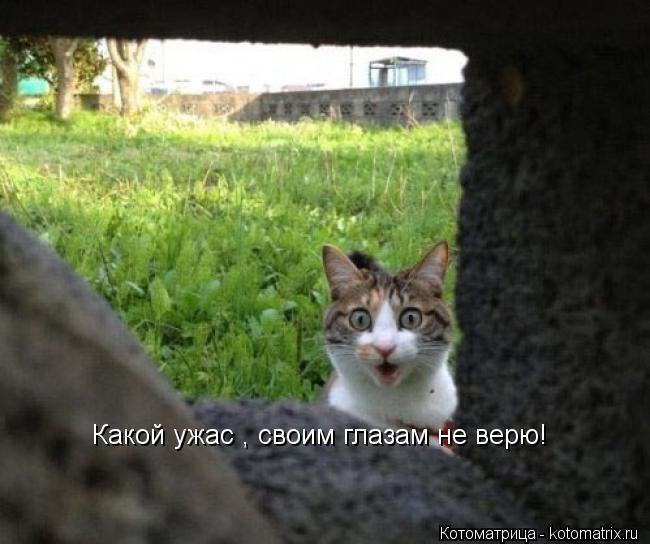 Какой ужас , своим глазам не верю!... Котоматрица: Какой ужас , своим глазам не верю!