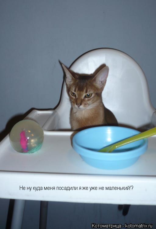 Не ну куда меня посадили я же уже не маленький!?... Котоматрица: Не ну куда меня посадили я же уже не маленький!?
