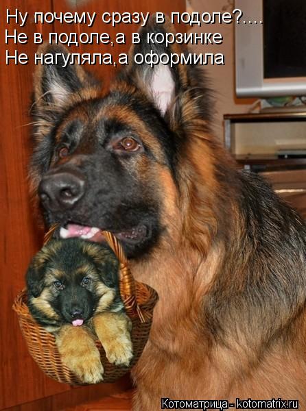Ну почему сразу в подоле?.... Не в подоле,а в корзинке Не нагуляла,а оформила... Котоматрица: Ну почему сразу в подоле?.... Не в подоле,а в корзинке Не нагуляла,а оформила