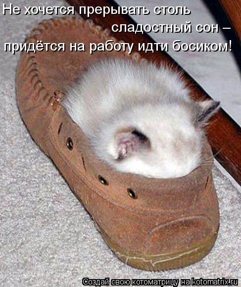 Не хочется прерывать столь сладостный сон – придётся на работу идти босиком!... Котоматрица: Не хочется прерывать столь сладостный сон – придётся на работу идти босиком!