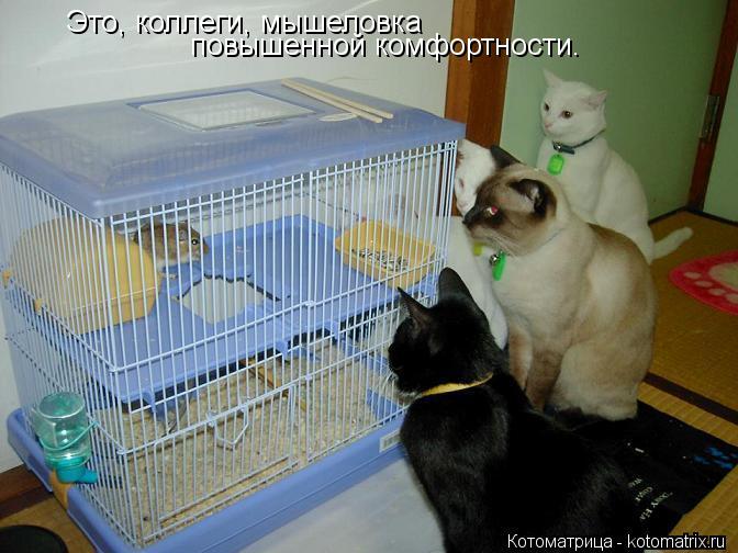Это, коллеги, мышеловка повышенной комфортности.... Котоматрица: Это, коллеги, мышеловка повышенной комфортности.