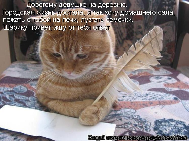 Дорогому дедушке на деревню. Городская жизнь достала, я так хочу домашнего сала, лежать с тобой на пе... Котоматрица: Дорогому дедушке на деревню. Городская жизнь достала, я так хочу домашнего сала, лежать с тобой на печи, лузгать семечки. лежать с тобой на п