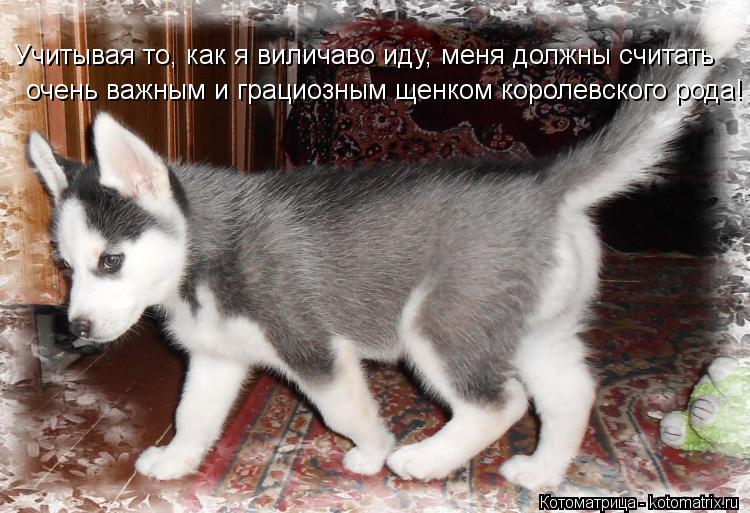 Учитывая то, как я виличаво иду, меня должны считать очень важным и грациозным щенком королевского ро... Котоматрица: Учитывая то, как я виличаво иду, меня должны считать очень важным и грациозным щенком королевского рода!