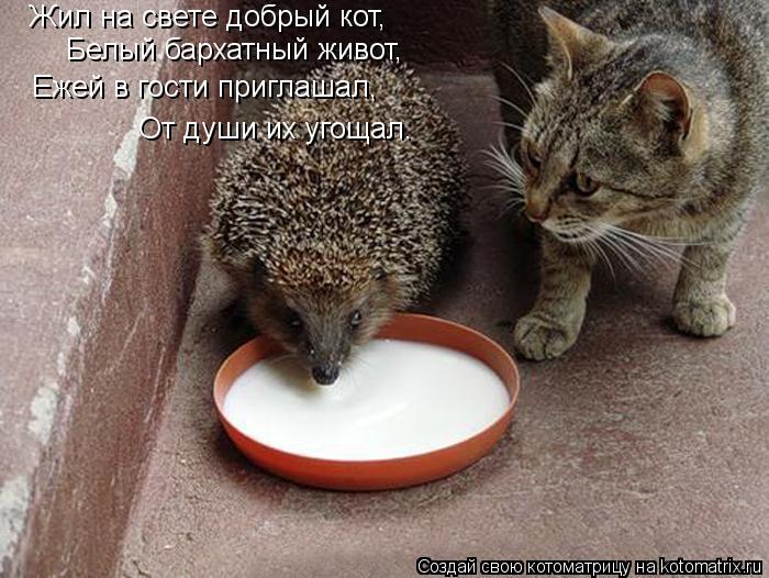 Жил на свете добрый кот, Белый бархатный живот, Ежей в гости приглашал, От души их угощал.... Котоматрица: Жил на свете добрый кот, Белый бархатный живот, Ежей в гости приглашал, От души их угощал.