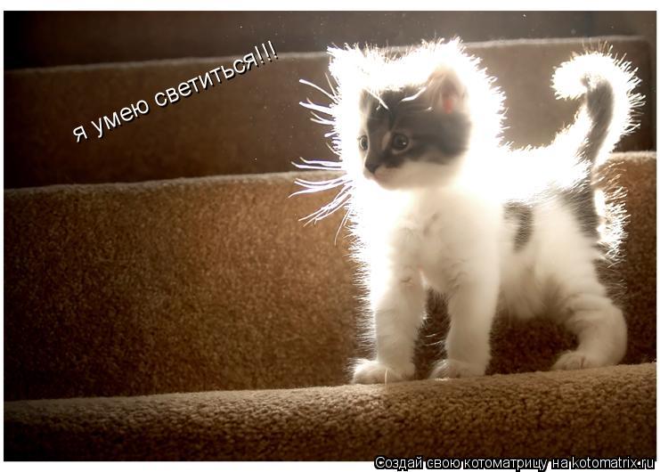 я умею светиться!!!... Котоматрица: я умею светиться!!!
